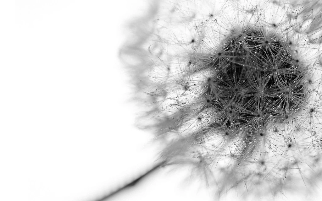 White Wallpaper_hd Wallpaper_download Free Wallpapers