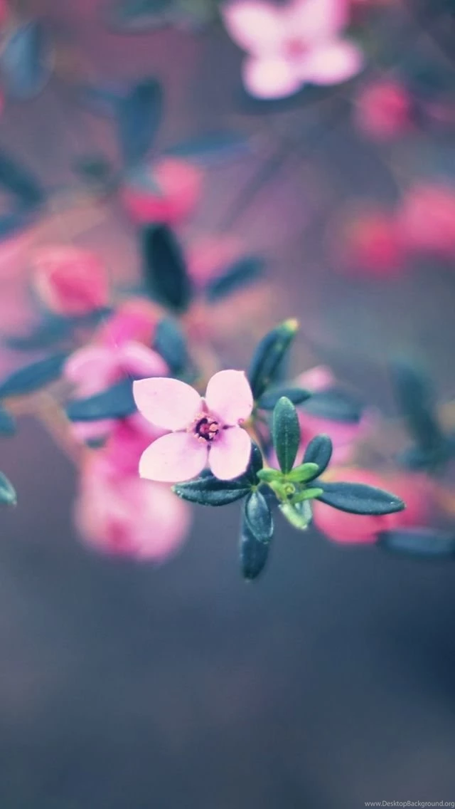 Flower iPhone 5s Wallpapers