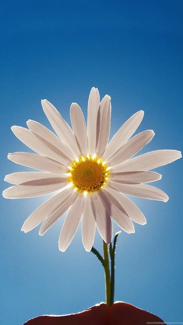 Flower iPhone wallpaper For iPhone 5 5c 5s 640x1136 white flower.jpg
