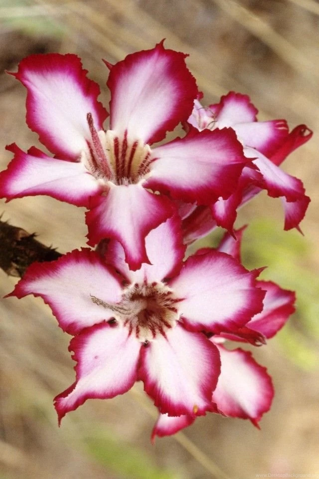 IPhone 4 Flower Wallpaper 06.jpg