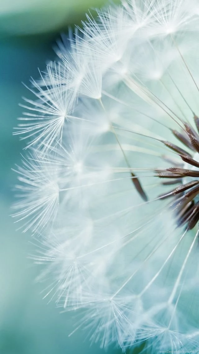 Dandelion Flower iPhone 5s Wallpapers Download
