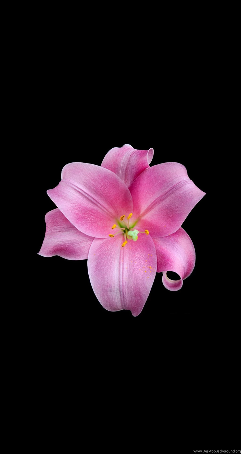 IPhone 6 Plus Flower 3 JasonZigrino.jpg