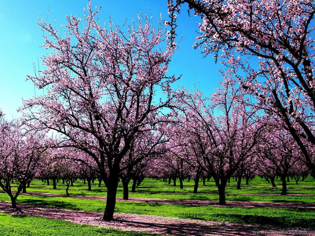 Wallpapers Of Spring