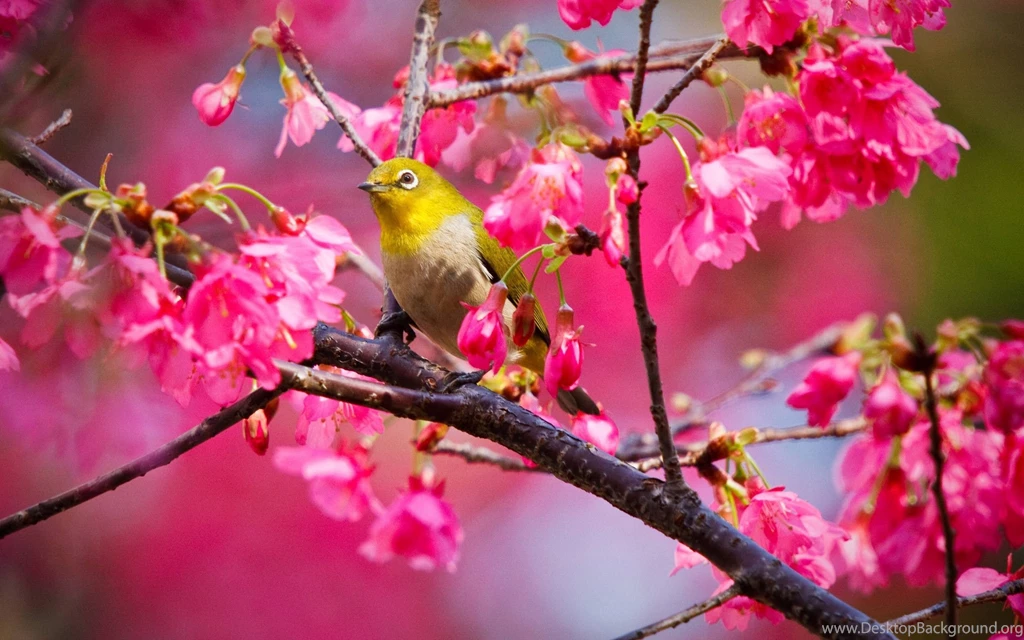 Spring HD Wallpapers