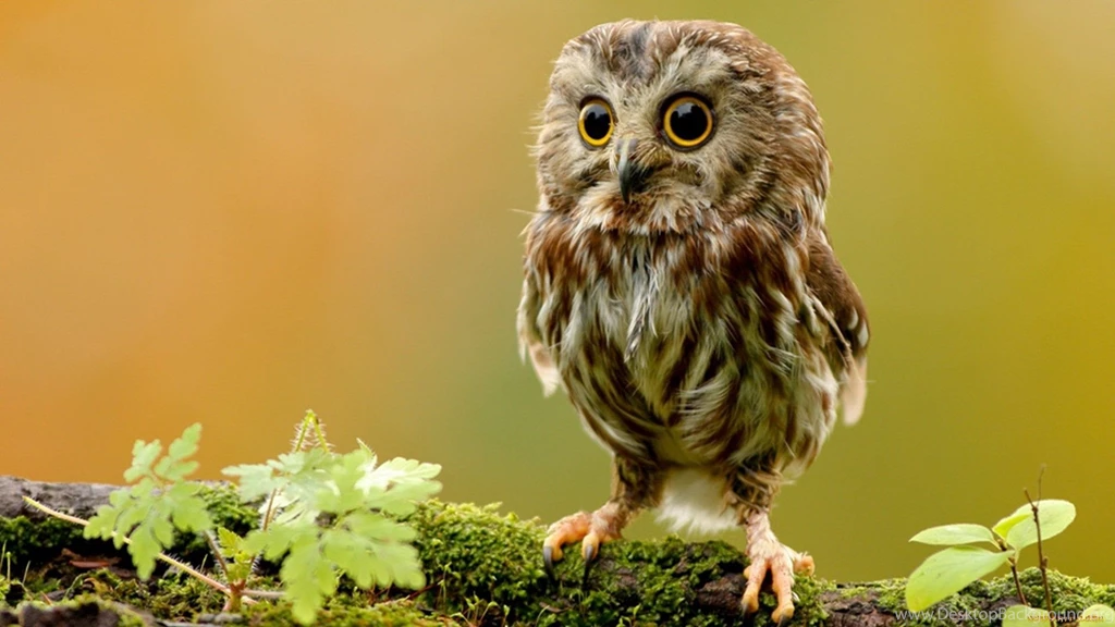 Owl Wallpapers Free