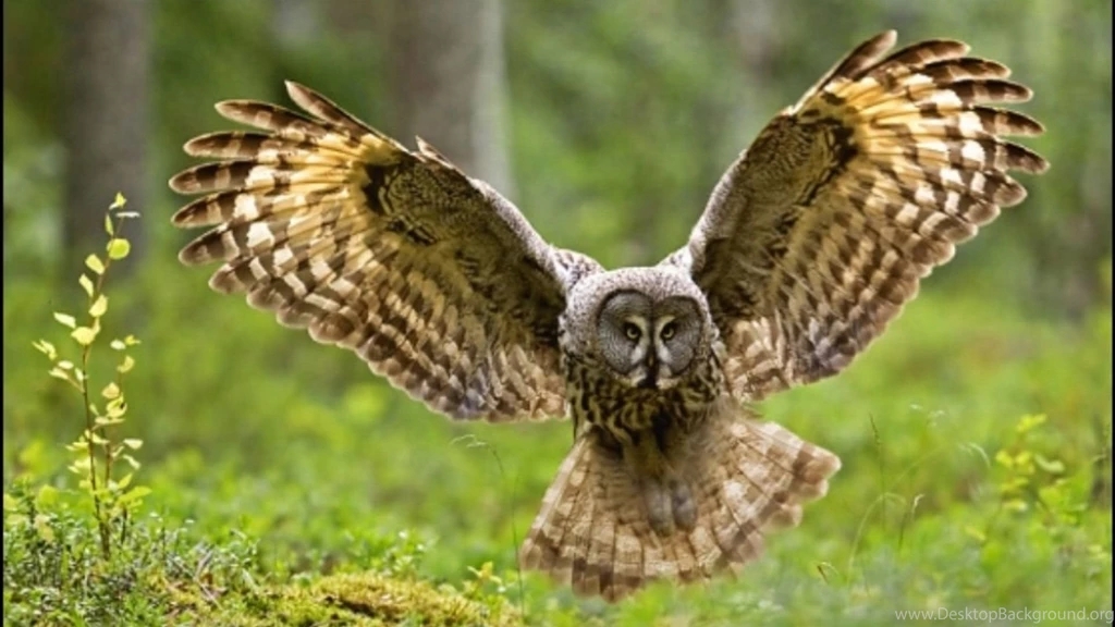 Owl Wallpapers Full HD