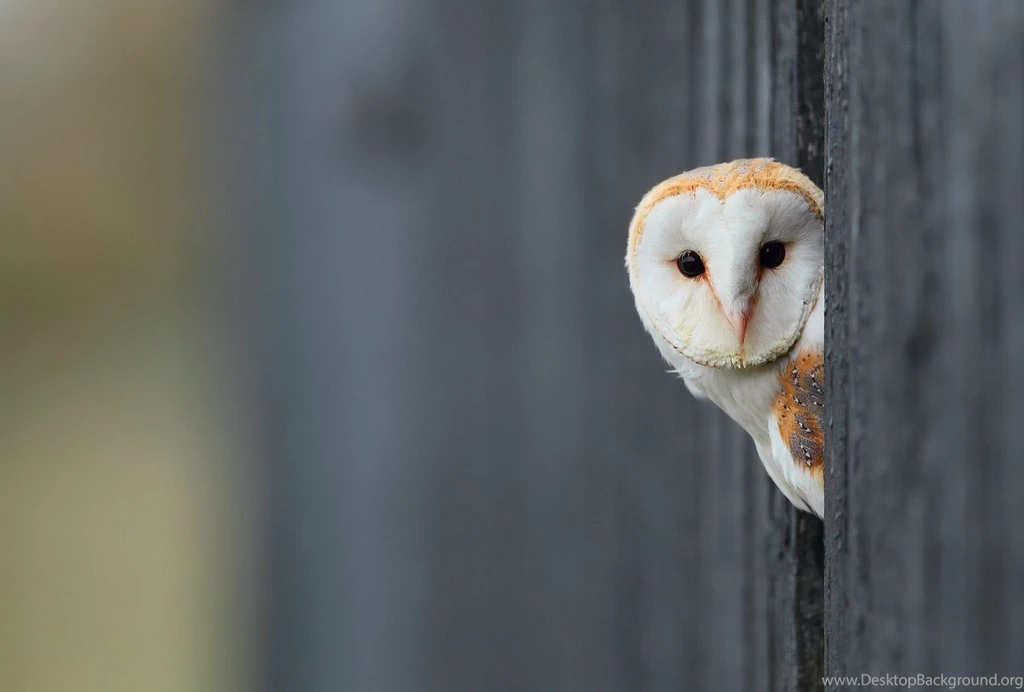 White Owl Wallpapers