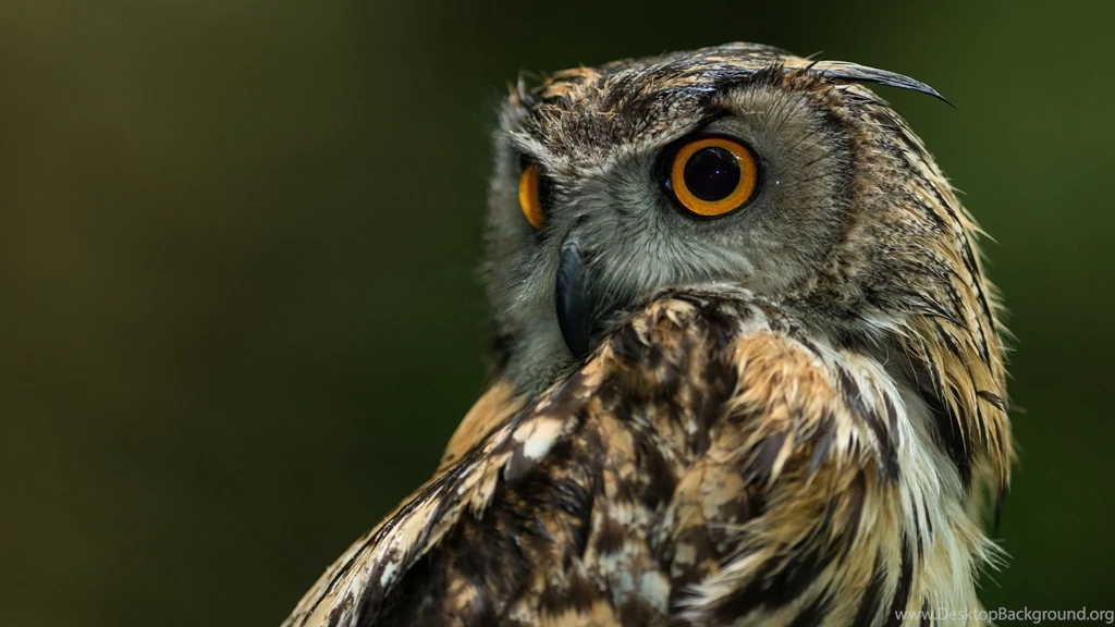 Owl background_1.jpg