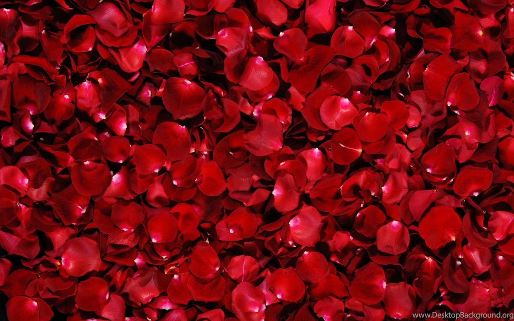 Red Rose Wallpapers