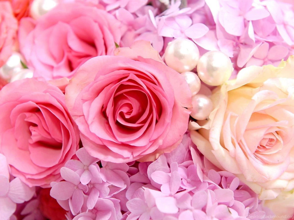 Roses Tumblr Backgrounds