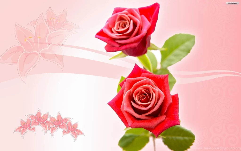 Rose Wallpapers 46236