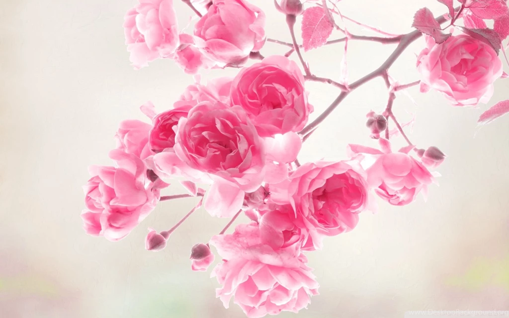 Pink Rose Wallpapers For Desktop, Pink Rose Backgrounds