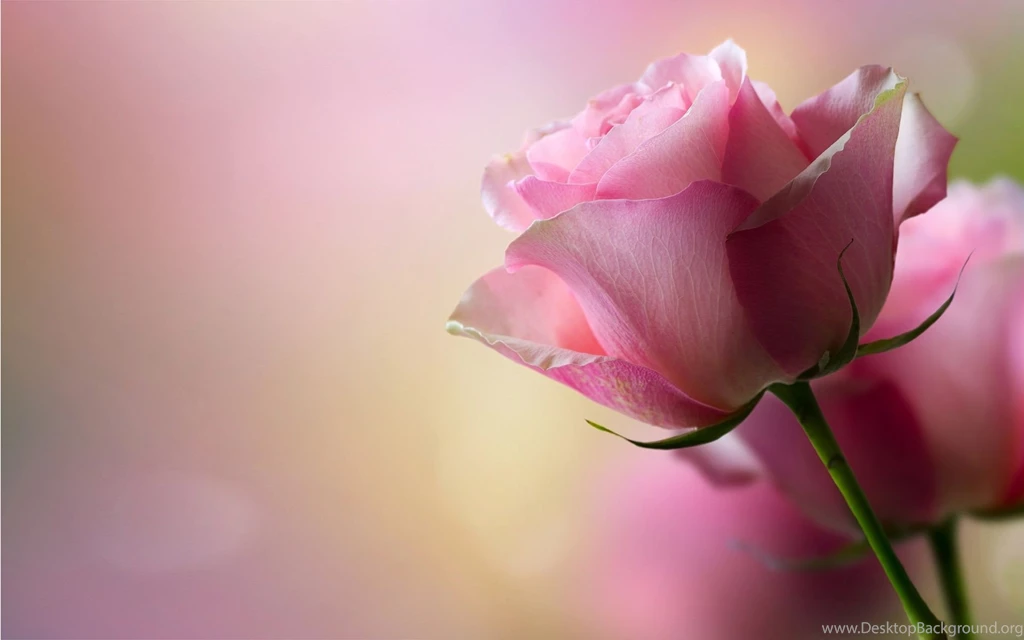Pink Rose Wallpapers For Desktop, Pink Rose Backgrounds