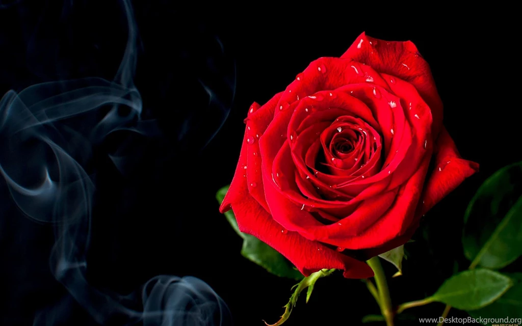 972 Rose HD Wallpapers
