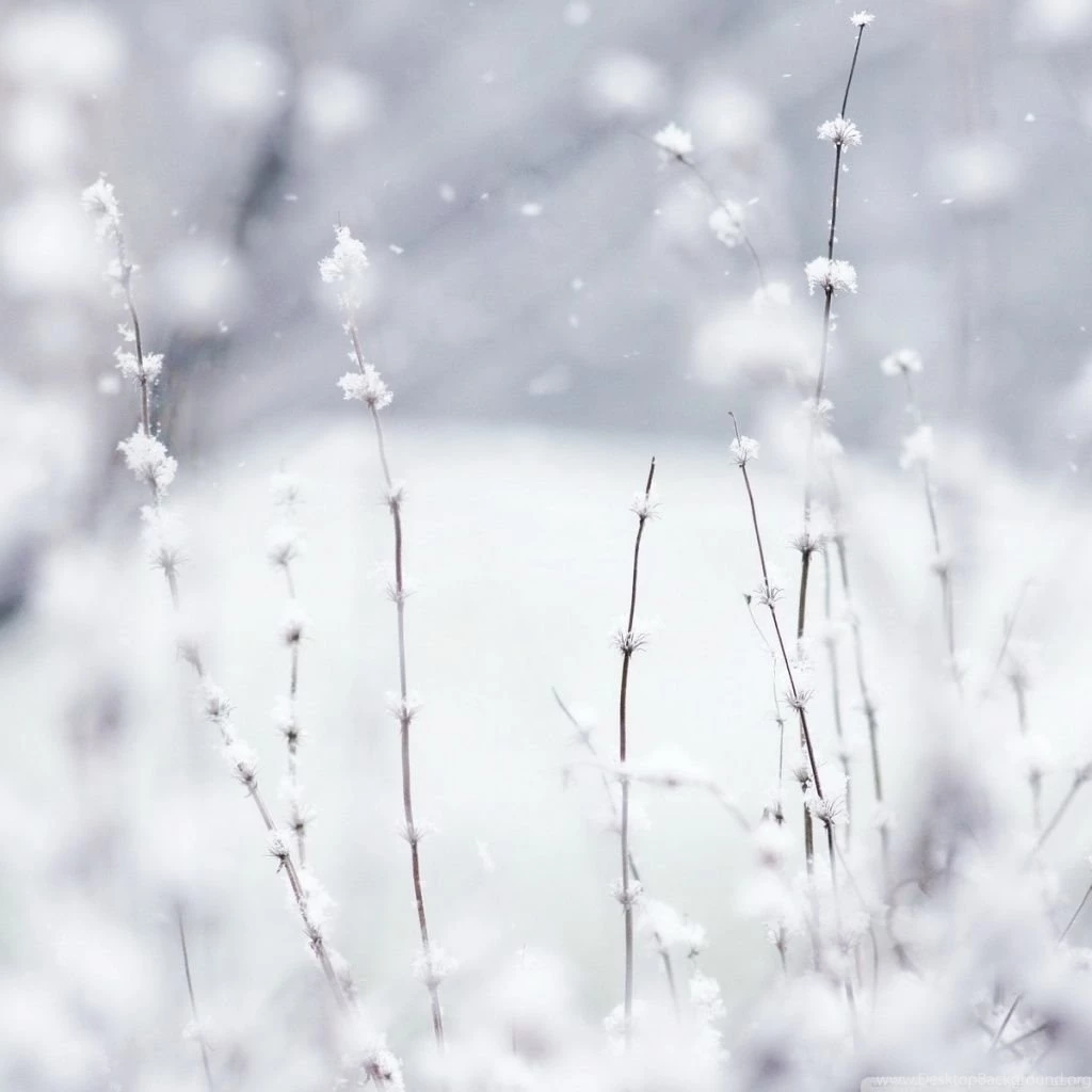 Snow HD Desktop Wallpapers : High Definition : Fullscreen : Mobile