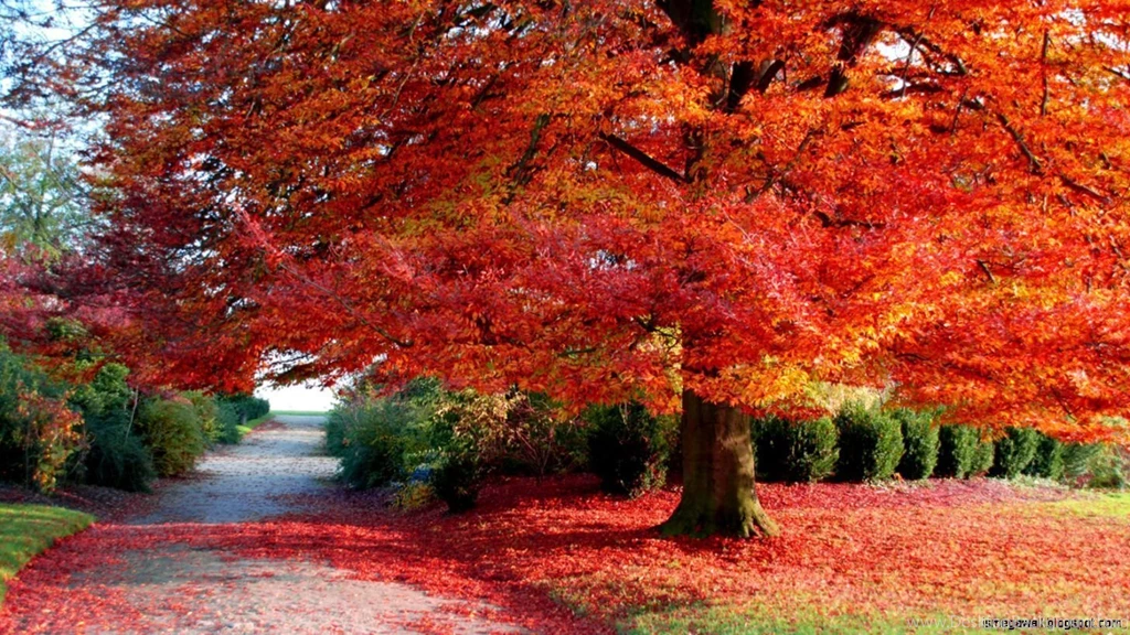 Autumn Images Desktop Wallpapers