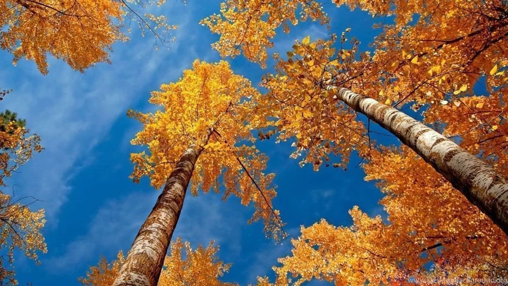 Free Fall Desktop Wallpapers Wallpapers