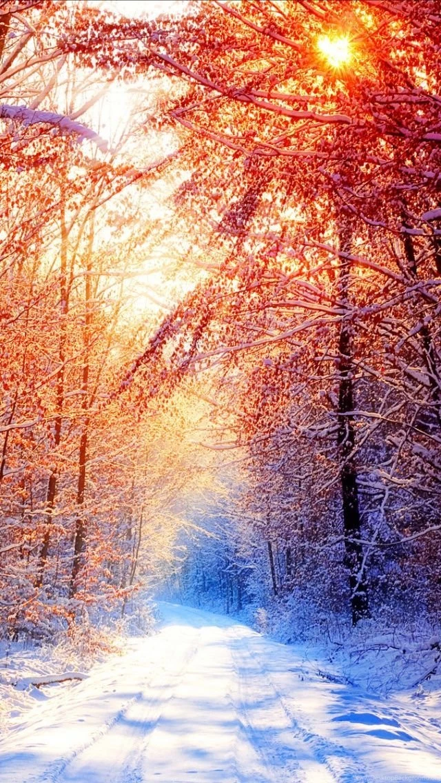 Sunny Winter Scene iPhone 5 Wallpapers