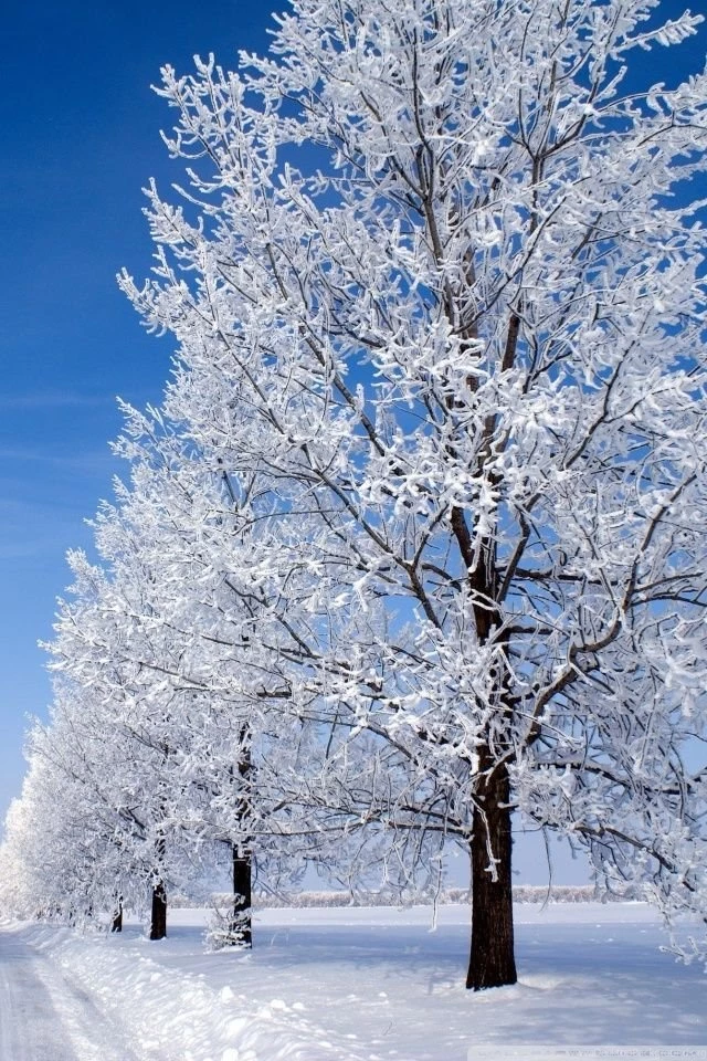 Winter Morning HD Desktop Wallpapers : High Definition : Fullscreen ...