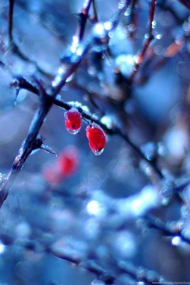 640x960 Frozen Fruits In Winter Iphone 4 Wallpapers