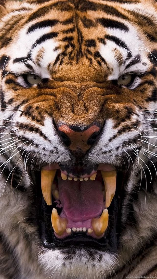 White Tiger Widescreen Wallpapers Attachment 2309 HD Wallpapers Site