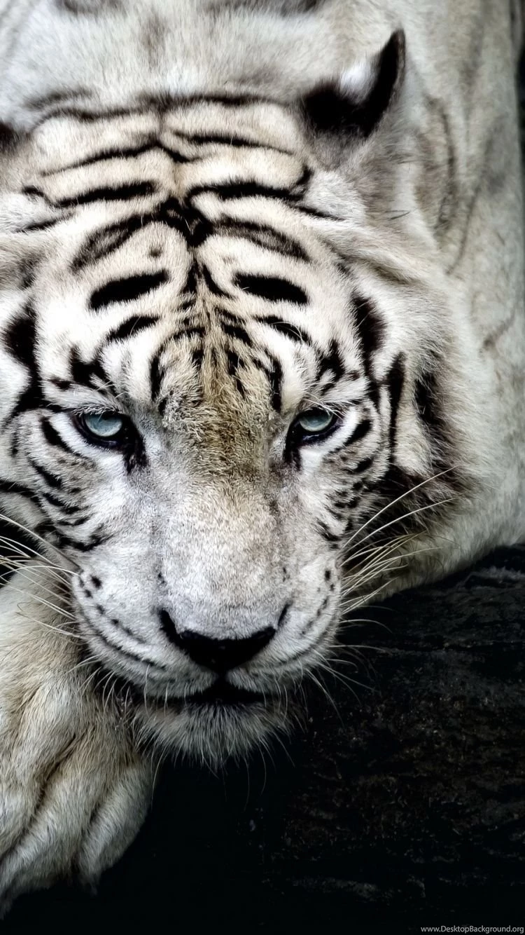 Download Wallpapers 750x1334 Tiger, Albino, Lie, Muzzle iPhone 6 HD ...