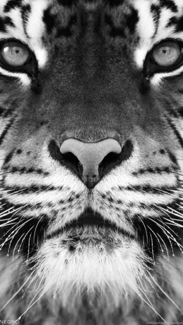 Free Tiger Zoom In iPhone Wallpapers