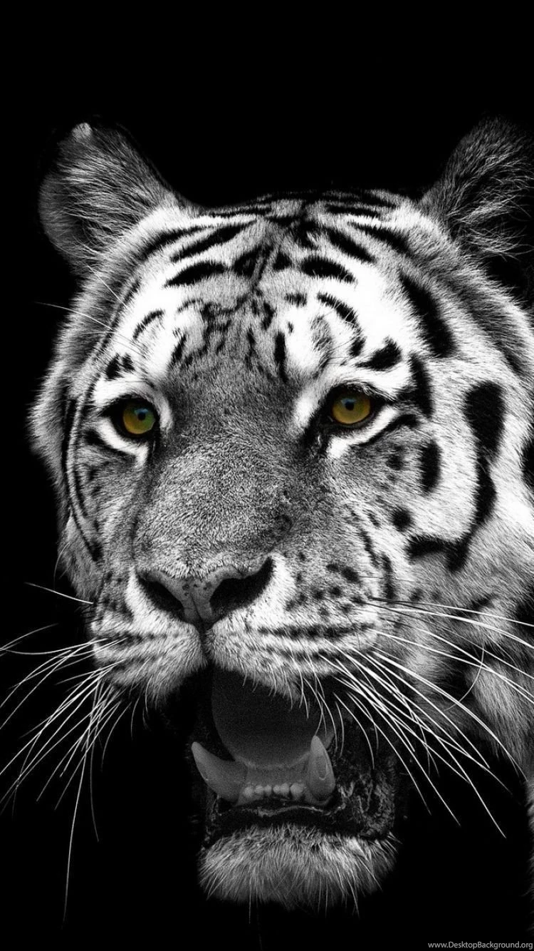 iPhone 6S Animal/White Tiger Wallpapers ID: 301455