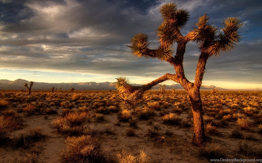 Nature Desert Wallpaper HD.jpg