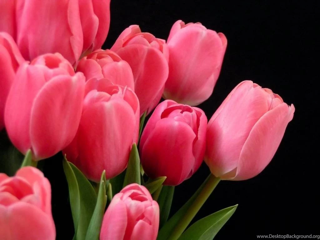 Tulip Flower Desktop Wallpapers