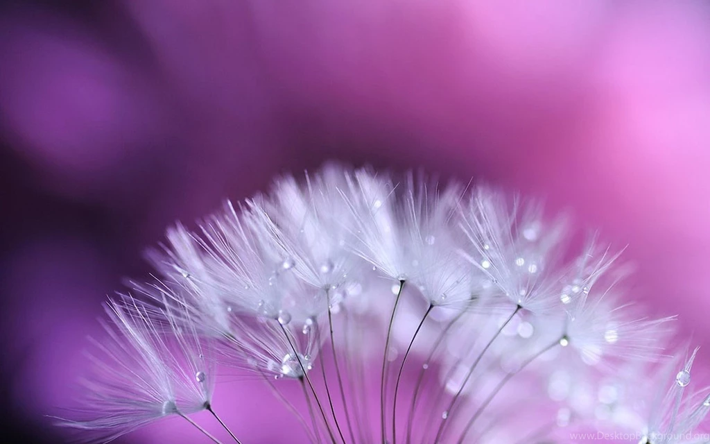 Dandelion Flower HD Wallpapers