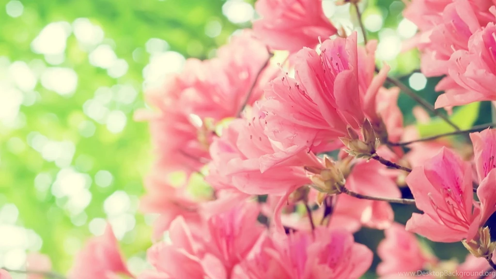 Pink Flower Desktop Wallpaper, Pink Flower Backgrounds, New Wallpapers