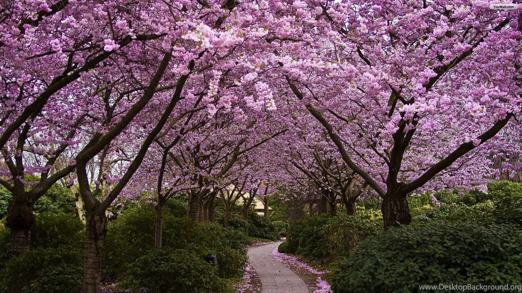 Spring Wallpapers Widescreen PC