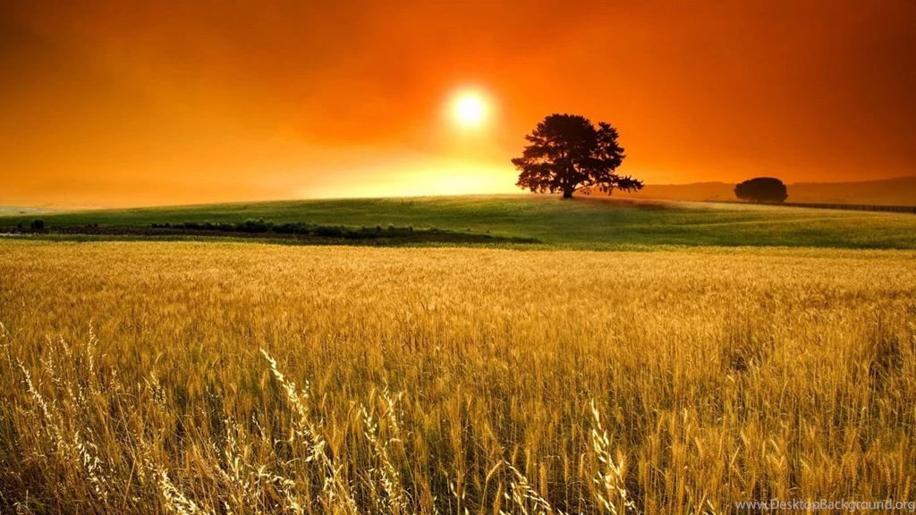 1366x768 Summer Cornfield Wallpapers