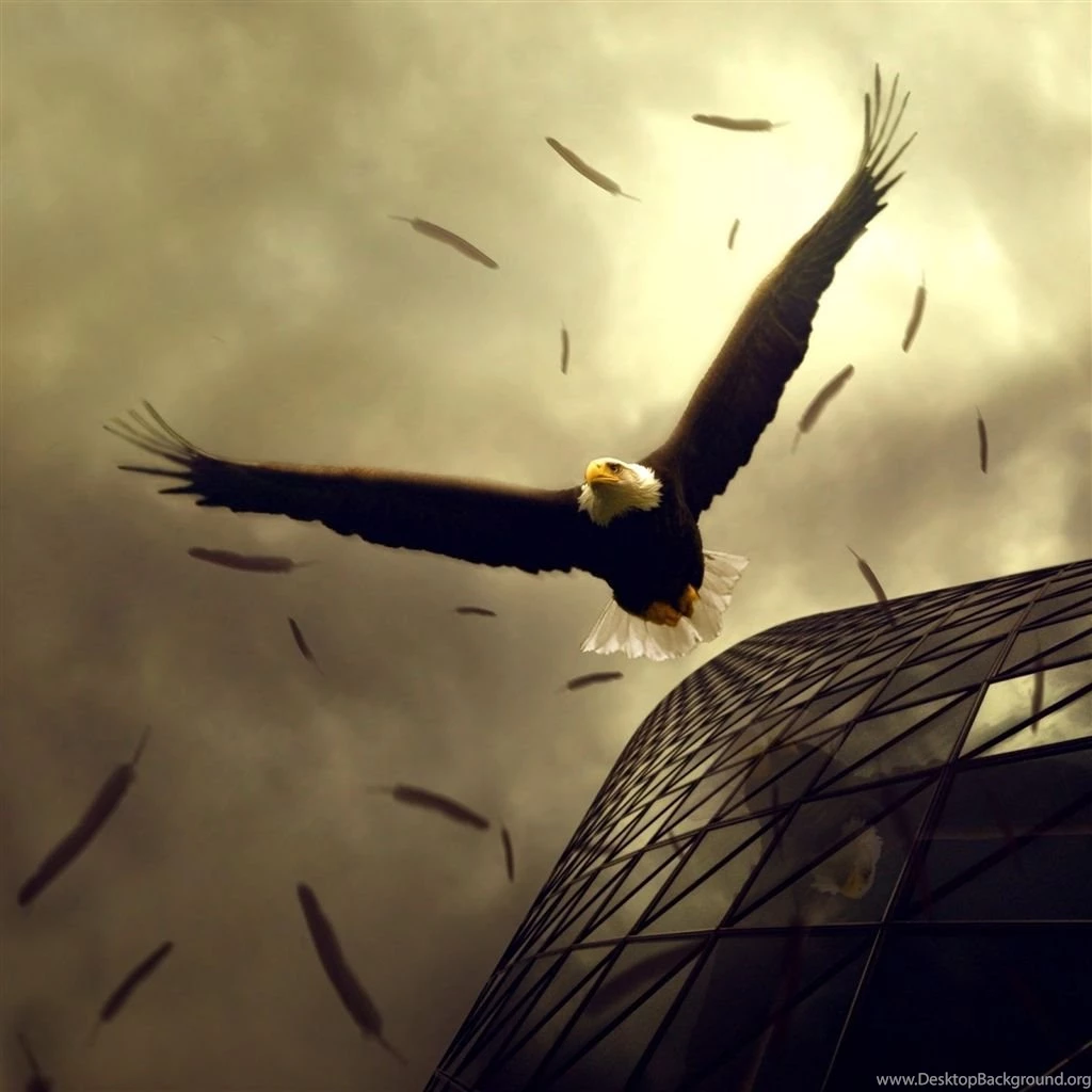 Eagles Buildings iPad Air Wallpapers Download