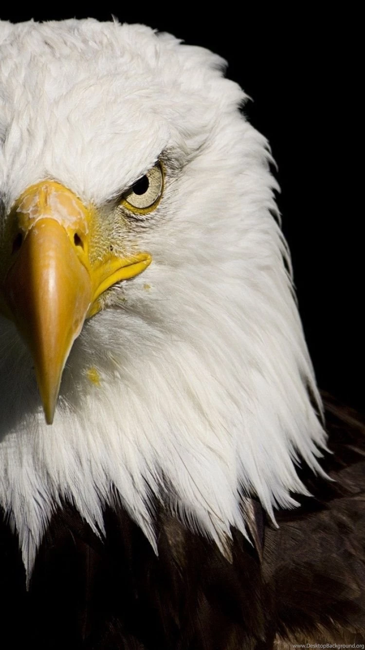 iPhone 6S Animal/Bald Eagle Wallpapers ID: 546803