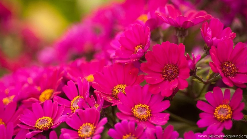 Flower Wallpapers For Tablets