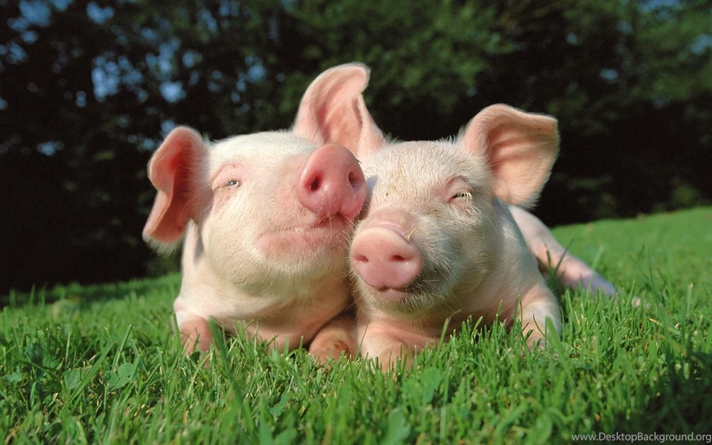 24 Pig HD Wallpapers