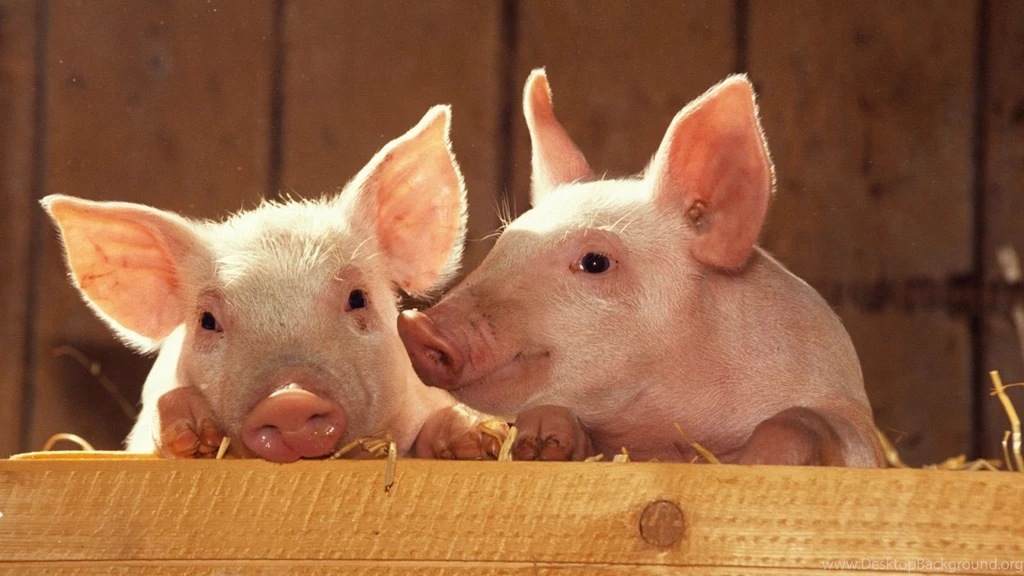 24 Pig HD Wallpapers