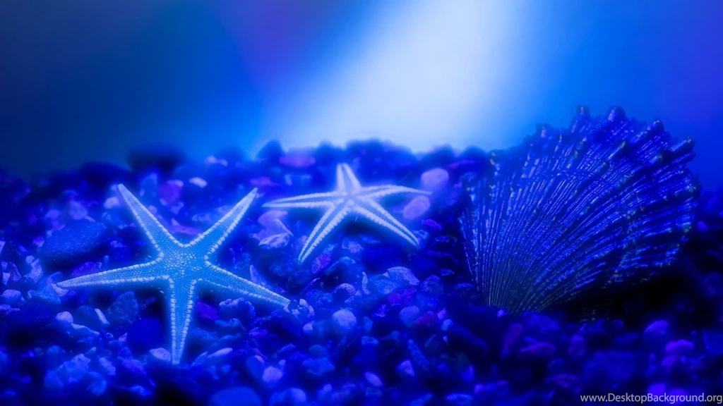 Download Wallpapers 1920x1080 Shells, Starfish, Underwater Full HD ...