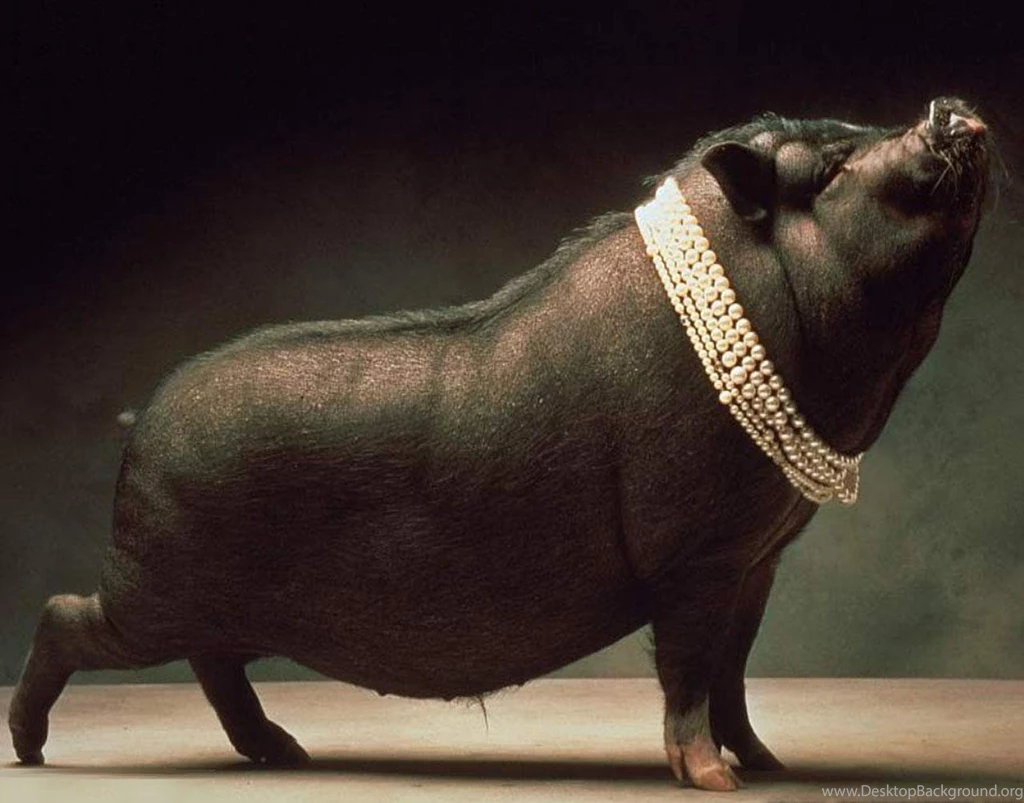 Pig Wallpapers