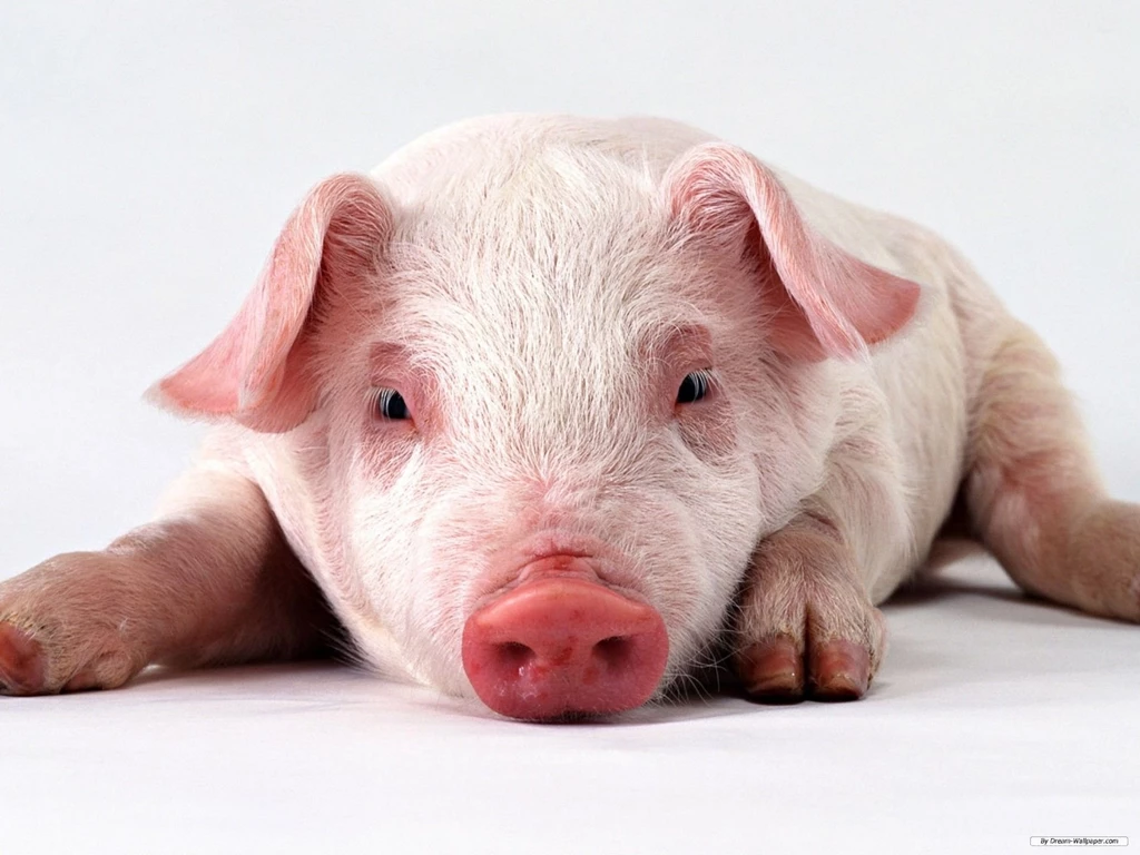 Free Wallpapers Free Animal Wallpapers Lovely Pig Wallpapers ...