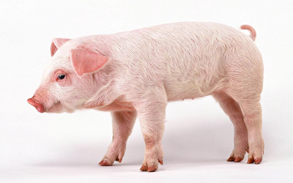 Pig Wallpapers And Backgrounds Animals Town