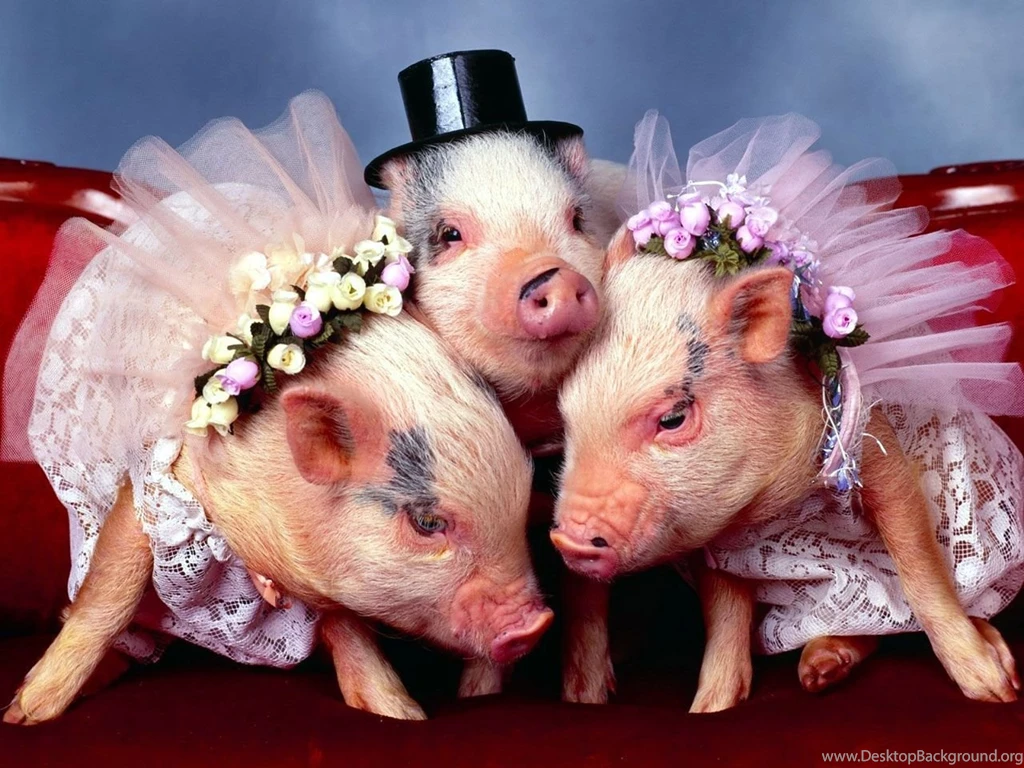 Pigs wallpaper.jpg