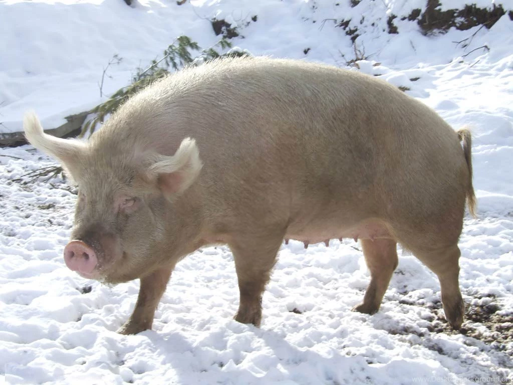 Free Pig Wallpapers Animals Town