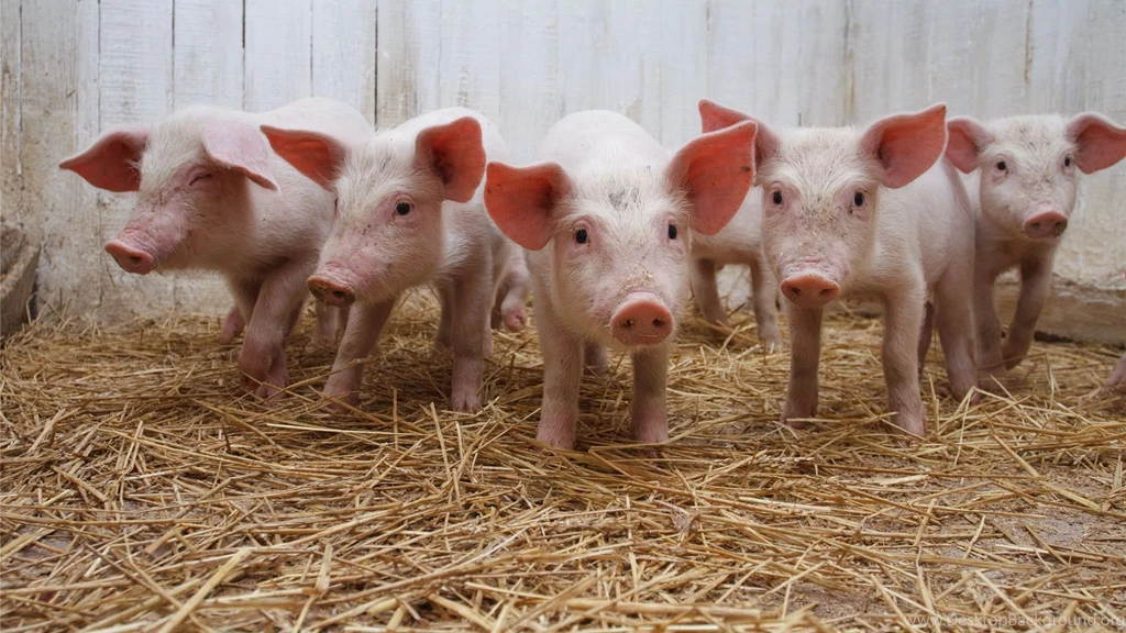 Pig Wallpapers