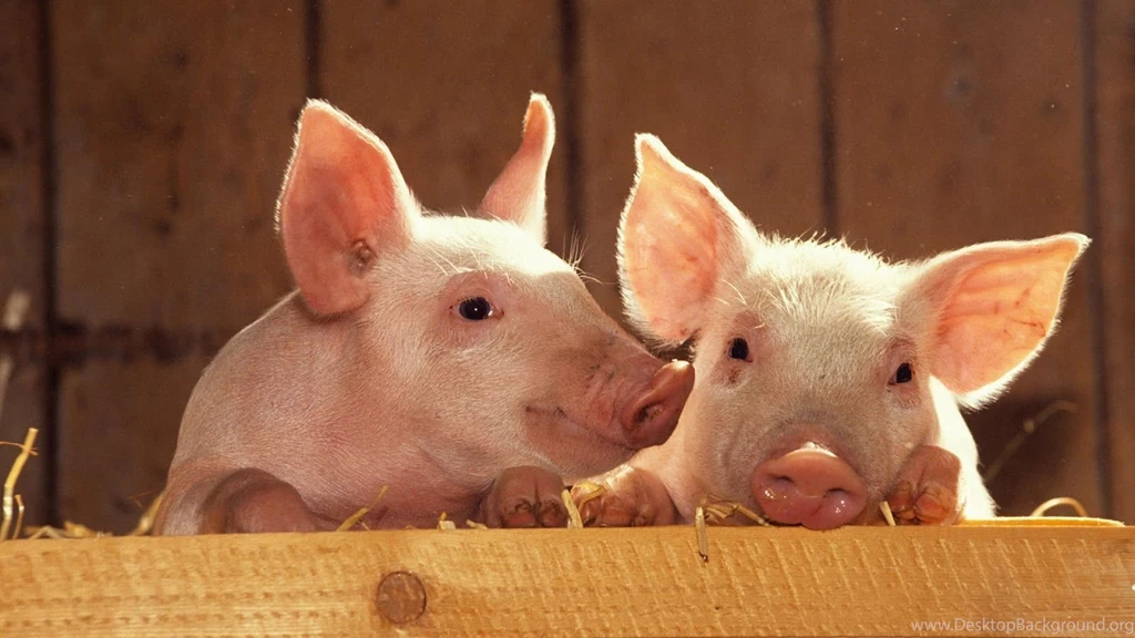 Two Cute Looking Pigs Wallpapers