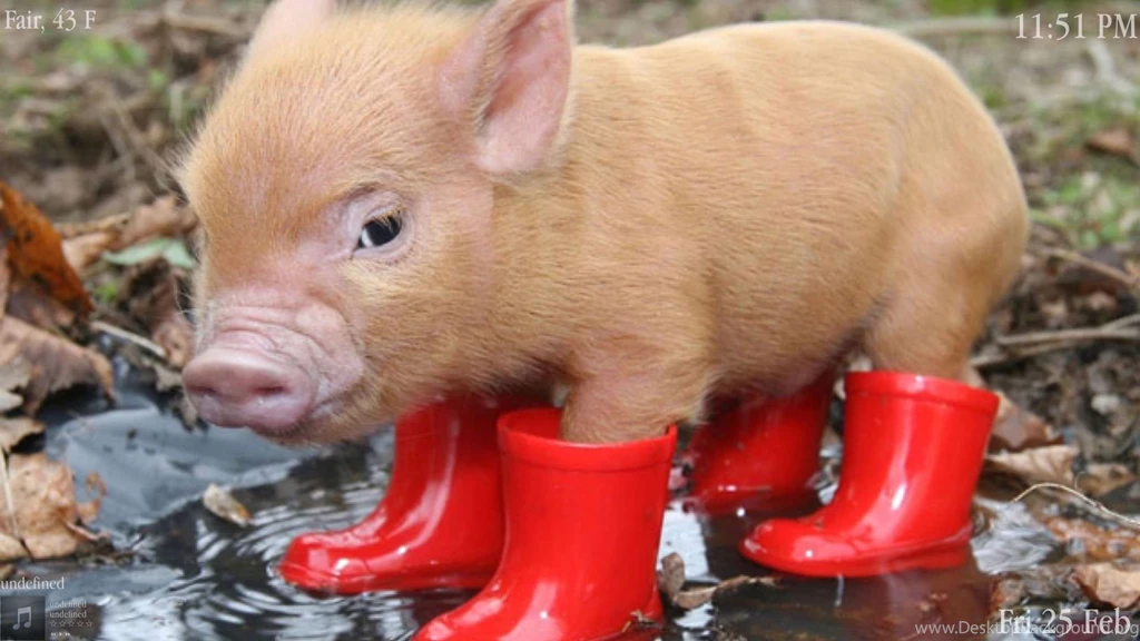 Pig In Boots Wallpapers And Images Wallpapers, Pictures, Photos