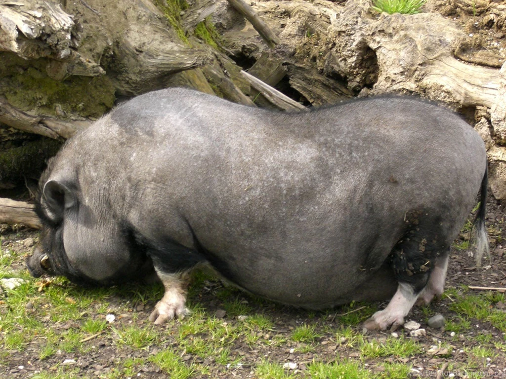 Potbellied Pig Wallpapers Animals Town