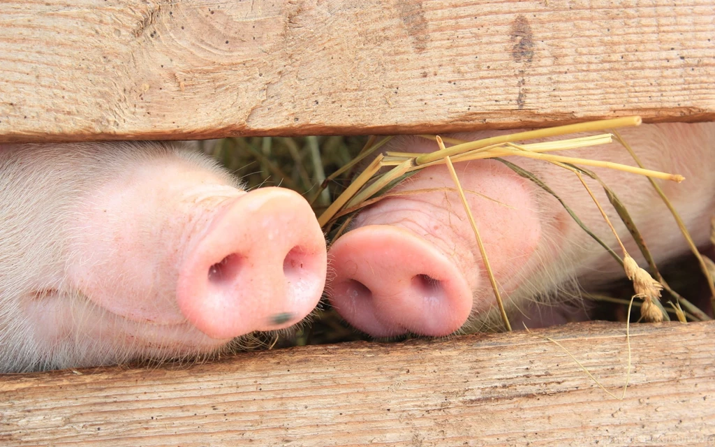 Pig Heels Wallpapers And Images Wallpapers, Pictures, Photos